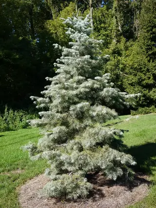 White Fir (Abies concolor), foliage