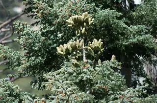 White Fir (Abies concolor), habit