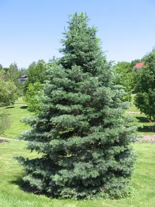 Fir, White