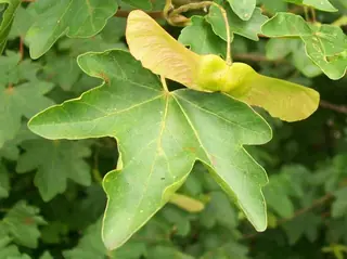 Hedge Maple (Acer campestre), habit