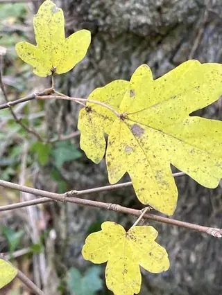 Hedge Maple (Acer campestre), bloom