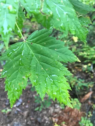 Rocky Mountain Maple (Acer glabrum), foliage