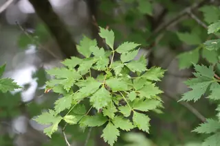 Rocky Mountain Maple (Acer glabrum), mature form