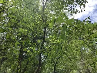 Maple, Rocky Mountain