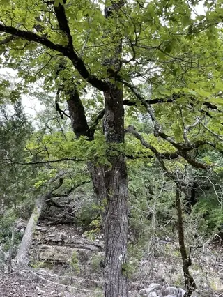 Maple, Bigtooth