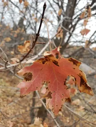 Bigtooth Maple leaf