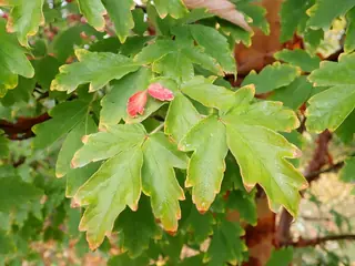 Paperbark Maple (Acer griseum), foliage