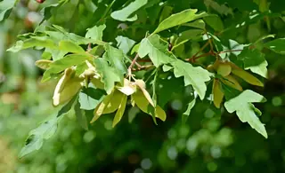 Paperbark Maple (Acer griseum), bloom