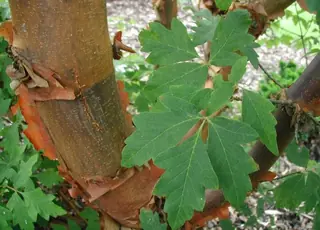 Paperbark Maple (Acer griseum), mature form