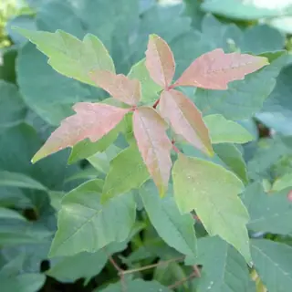 Paperbark Maple (Acer griseum), fall color