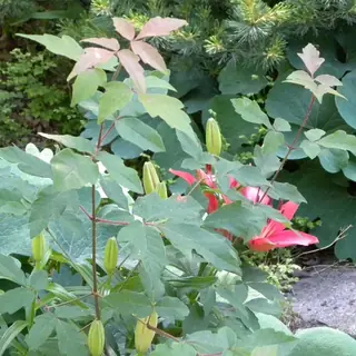 Maple, Paperbark
