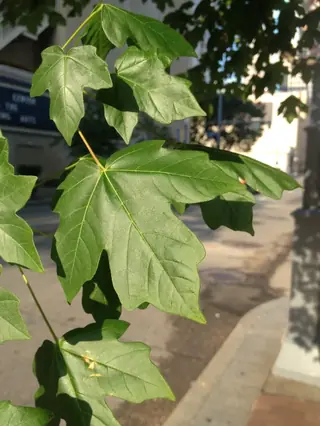 Miyabe Maple (Acer miyabei), fall color