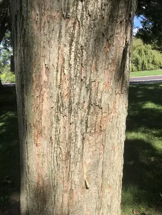 Miyabe Maple (Acer miyabei), habit