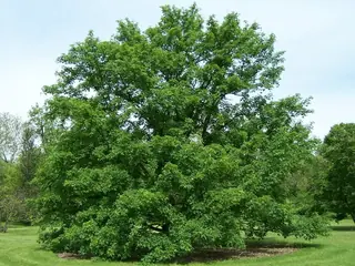Miyabe Maple (Acer miyabei), mature form