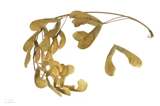 Boxelder Maple (Acer negundo), habit