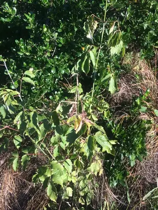 Boxelder Maple (Acer negundo), bloom