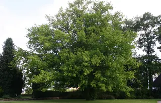 Boxelder Maple (Acer negundo), foliage