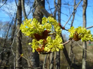 Norway: Columnare Maple (Acer platanoides), habit