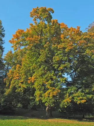 Maple, Norway: Columnare, Crimson King, Crimson Sentry, Deborah, EMERALD LUSTER®, Emerald Queen, Fairview, Royal Red