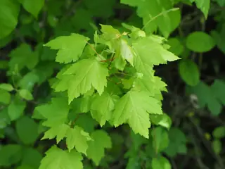 Red: Autumn Flame Maple (Acer rubrum), bloom