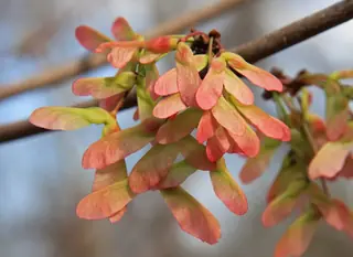 Red: Autumn Flame Maple (Acer rubrum), habit