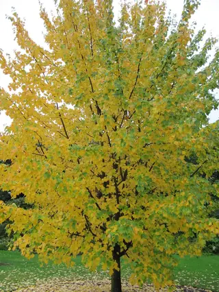 Red: Autumn Flame Maple (Acer rubrum), mature form
