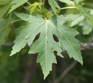 Silver Maple (Acer saccharinum), habit