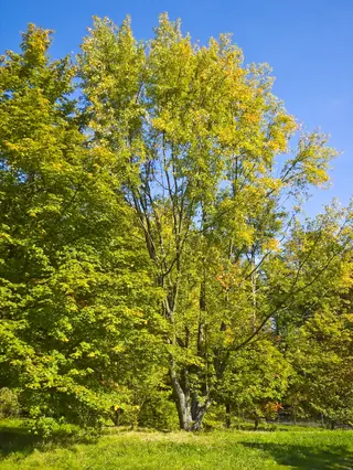 Maple, Silver - all cultivars