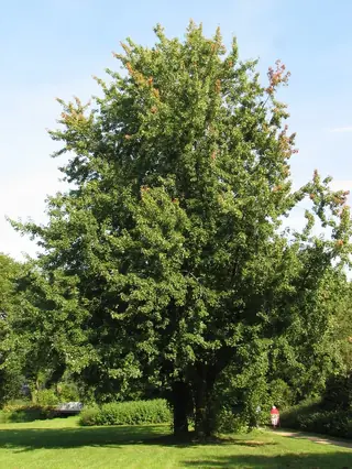 Silver Maple (Acer saccharinum), bloom