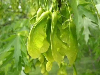 Silver Maple (Acer saccharinum), fall color