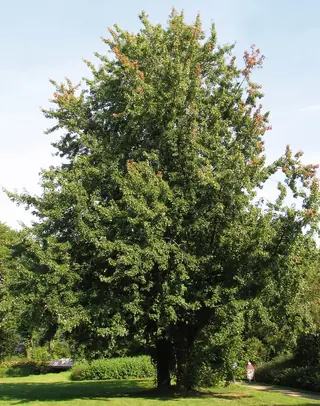 Silver Maple (Acer saccharinum), mature form