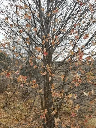 Bigtooth: Maple (Acer saccharum subsp. grandidentatum), mature form