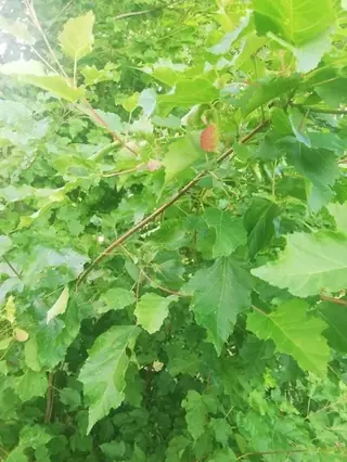 Tatarian Maple (Acer tataricum), fall color