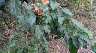 Tatarian Maple (Acer tataricum), bloom