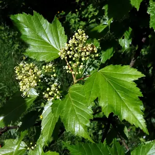 Tatarian Maple (Acer tataricum), habit