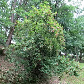 Tatarian Maple (Acer tataricum), mature form