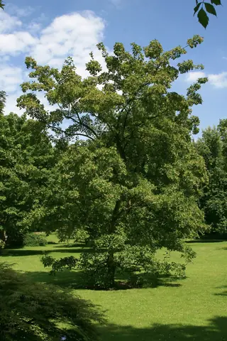 Maple, Amur/Ginnala: Flame (Acer tataricum subsp. ginnala), mature form