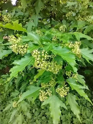 Maple, Amur/Ginnala: Flame (Acer tataricum subsp. ginnala), habit