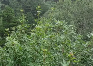 Maple (Acer truncatum x platanoides), mature form
