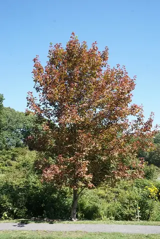 Freeman - 'Armstrong', AUTUMN BLAZE®, AUTUMN FANTASY®, SIENNA GLENN® (Acer x freemanii), bloom