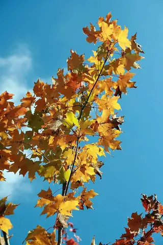 Freeman - 'Armstrong', AUTUMN BLAZE®, AUTUMN FANTASY®, SIENNA GLENN® (Acer x freemanii), fall color