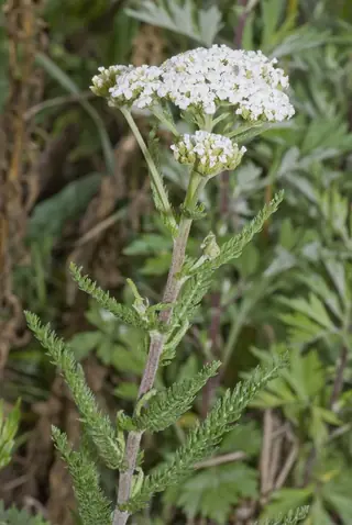Common Yarrow (Achillea millefolium), foliage
