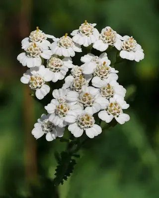 Common Yarrow (Achillea millefolium), bloom