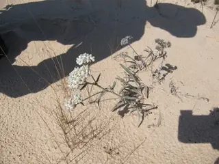 Common Yarrow (Achillea millefolium), mature form
