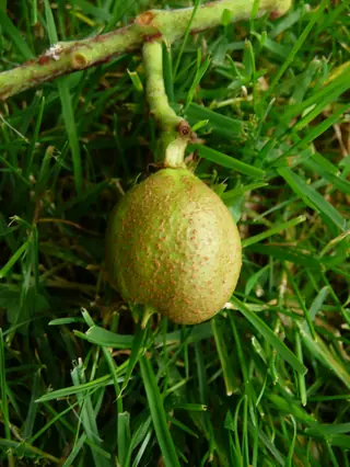 Yellow Buckeye (Aesculus flava), habit