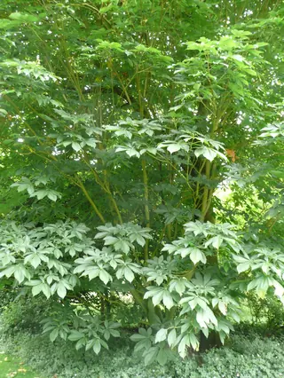 Yellow Buckeye (Aesculus flava), mature form