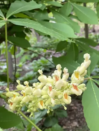Yellow Buckeye (Aesculus flava), fall color