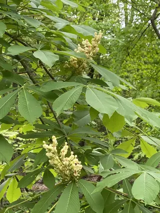 Yellow Buckeye (Aesculus flava), foliage