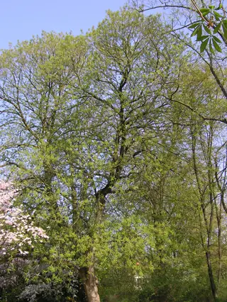 Buckeye/Horsechestnut, Yellow Buckeye