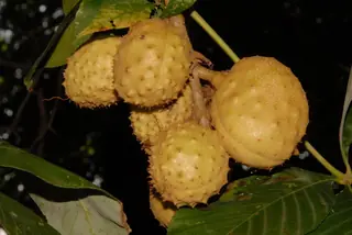 Ohio Buckeye (Aesculus glabra), bloom